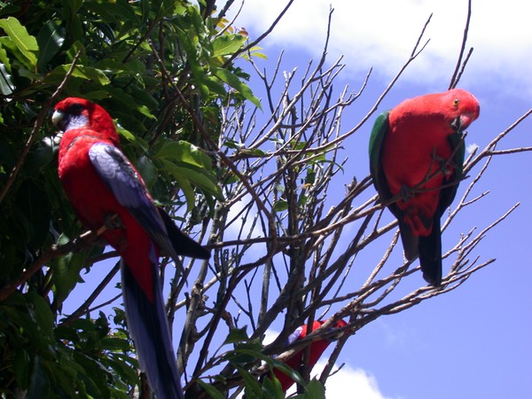 Crimson Rosella & King Parrot